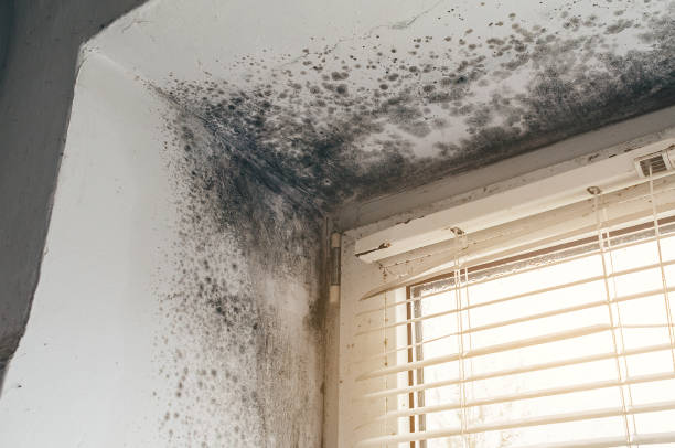 Affordable Mold Remediation solutions in Columbus, MN